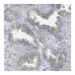 Merck Anti-ZNF516 antibody produced in rabbit