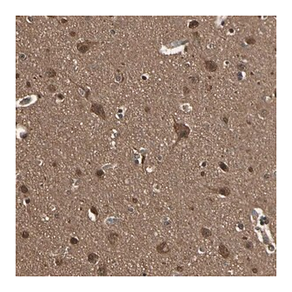 Merck Anti-YWHAE antibody produced in rabbit