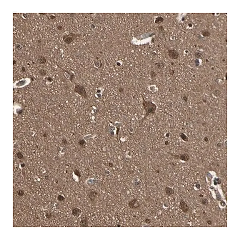 Merck Anti-YWHAE antibody produced in rabbit