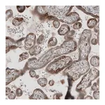 Merck Anti-KANK4 antibody produced in rabbit