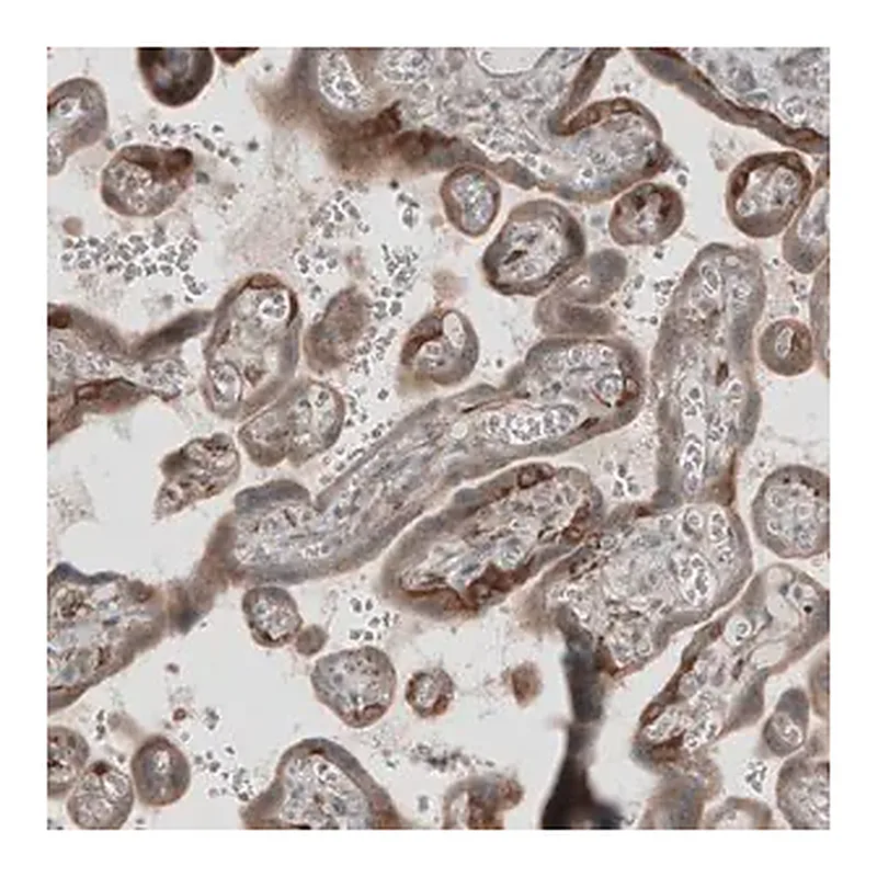Merck Anti-KANK4 antibody produced in rabbit