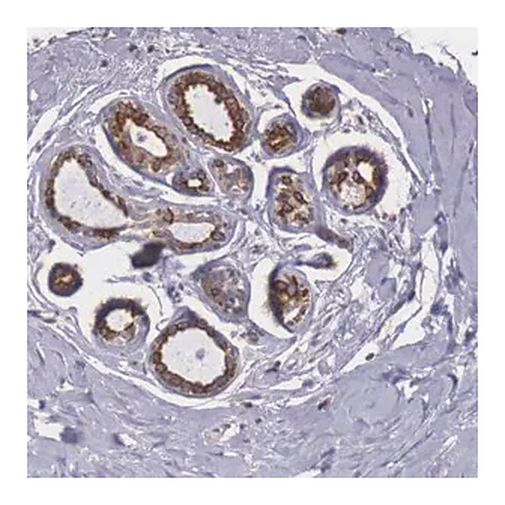 Merck Anti-NREP antibody produced in rabbit