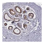 Merck Anti-NREP antibody produced in rabbit