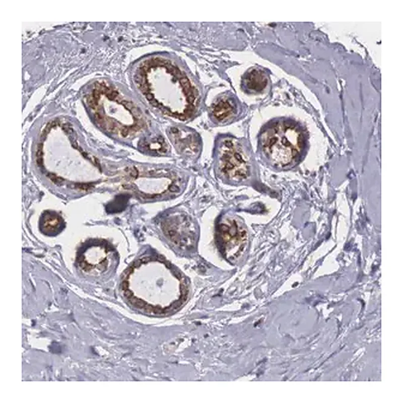 Merck Anti-NREP antibody produced in rabbit