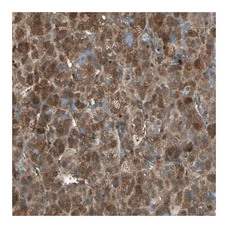 Merck Anti-FAM213B antibody produced in rabbit