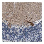 Merck Anti-KCNC3 antibody produced in rabbit