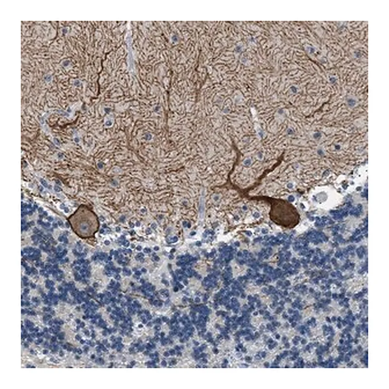 Merck Anti-KCNC3 antibody produced in rabbit
