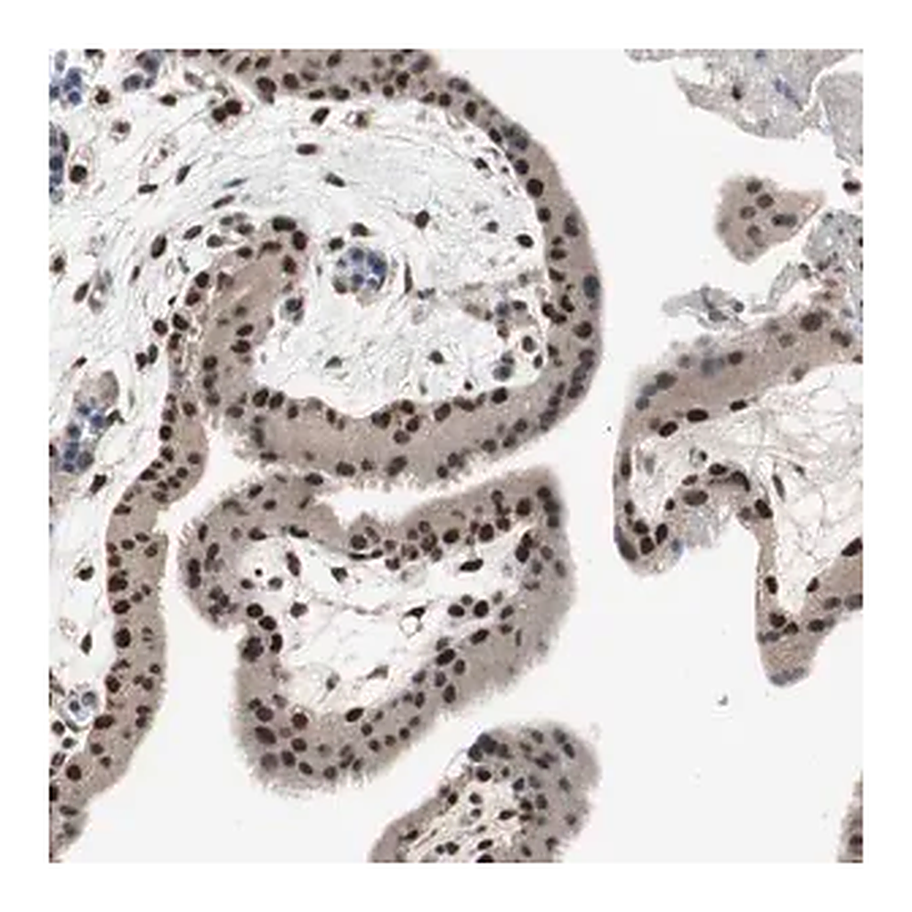 Merck Anti-RPA1 antibody produced in rabbit
