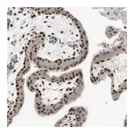 Merck Anti-RPA1 antibody produced in rabbit