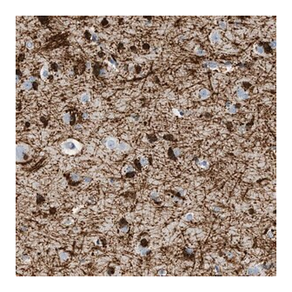 Merck Anti-DNAJC30 antibody produced in rabbit