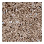 Merck Anti-DNAJC30 antibody produced in rabbit