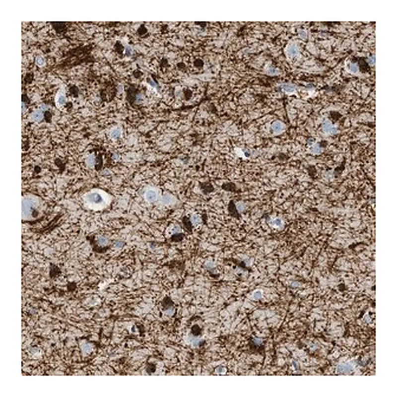Merck Anti-DNAJC30 antibody produced in rabbit