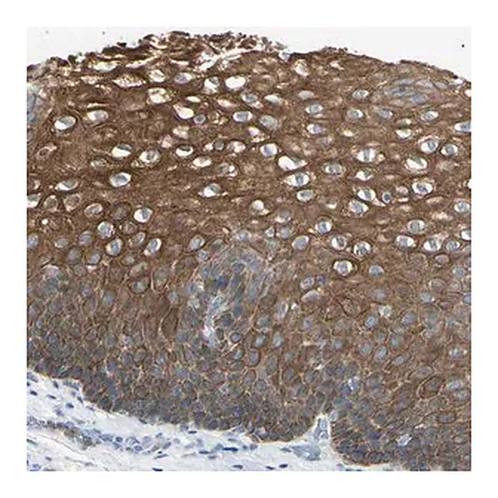 Merck Anti-ZNF558 antibody produced in rabbit