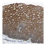 Merck Anti-ZNF558 antibody produced in rabbit