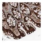 Merck Anti-CPED1 antibody produced in rabbit
