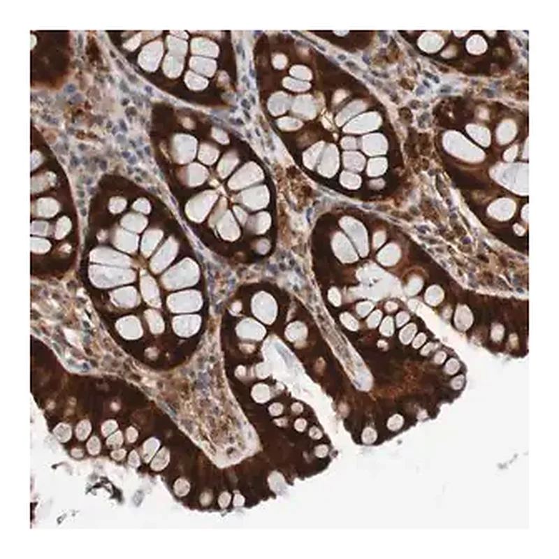 Merck Anti-CPED1 antibody produced in rabbit