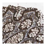 Merck Anti-SLC22A23 antibody produced in rabbit