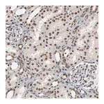 Merck Anti-RPS6KA3 antibody produced in rabbit