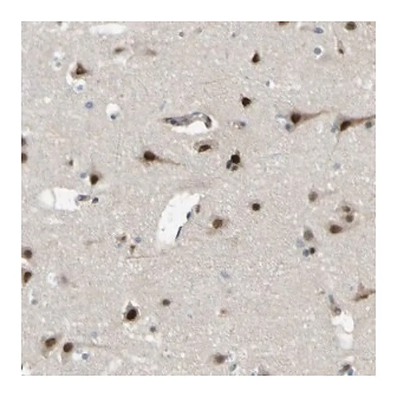 Merck Anti-KDM7A antibody produced in rabbit