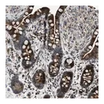 Merck Anti-CLEC2D antibody produced in rabbit