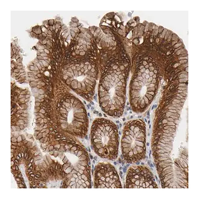 Merck Anti-ASB6 antibody produced in rabbit