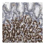 Merck Anti-GALNT15 antibody produced in rabbit