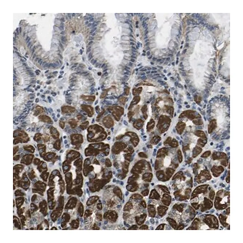 Merck Anti-GALNT15 antibody produced in rabbit
