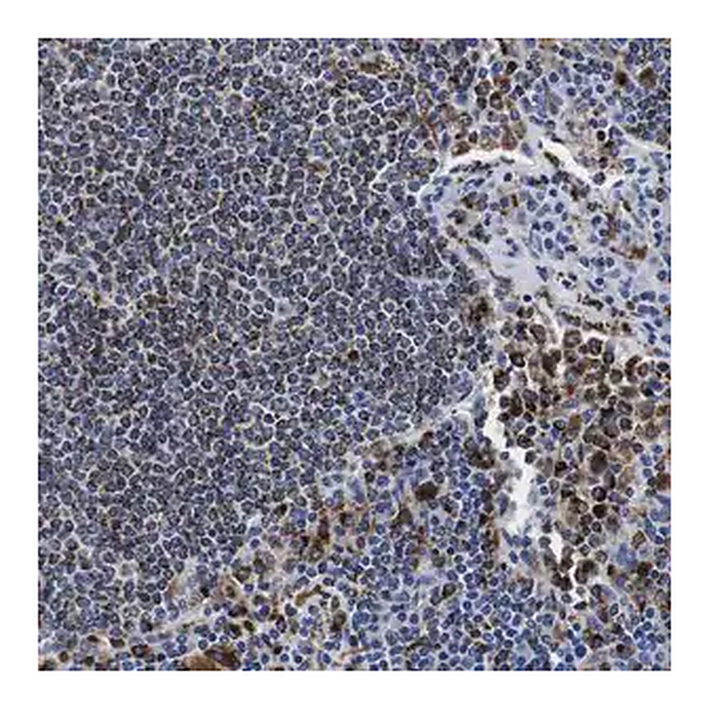 Merck Anti-HLA-DMB antibody produced in rabbit