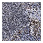 Merck Anti-HLA-DMB antibody produced in rabbit