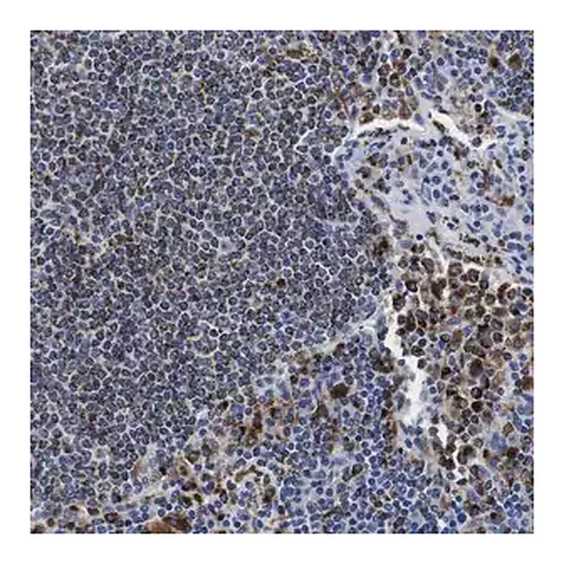Merck Anti-HLA-DMB antibody produced in rabbit