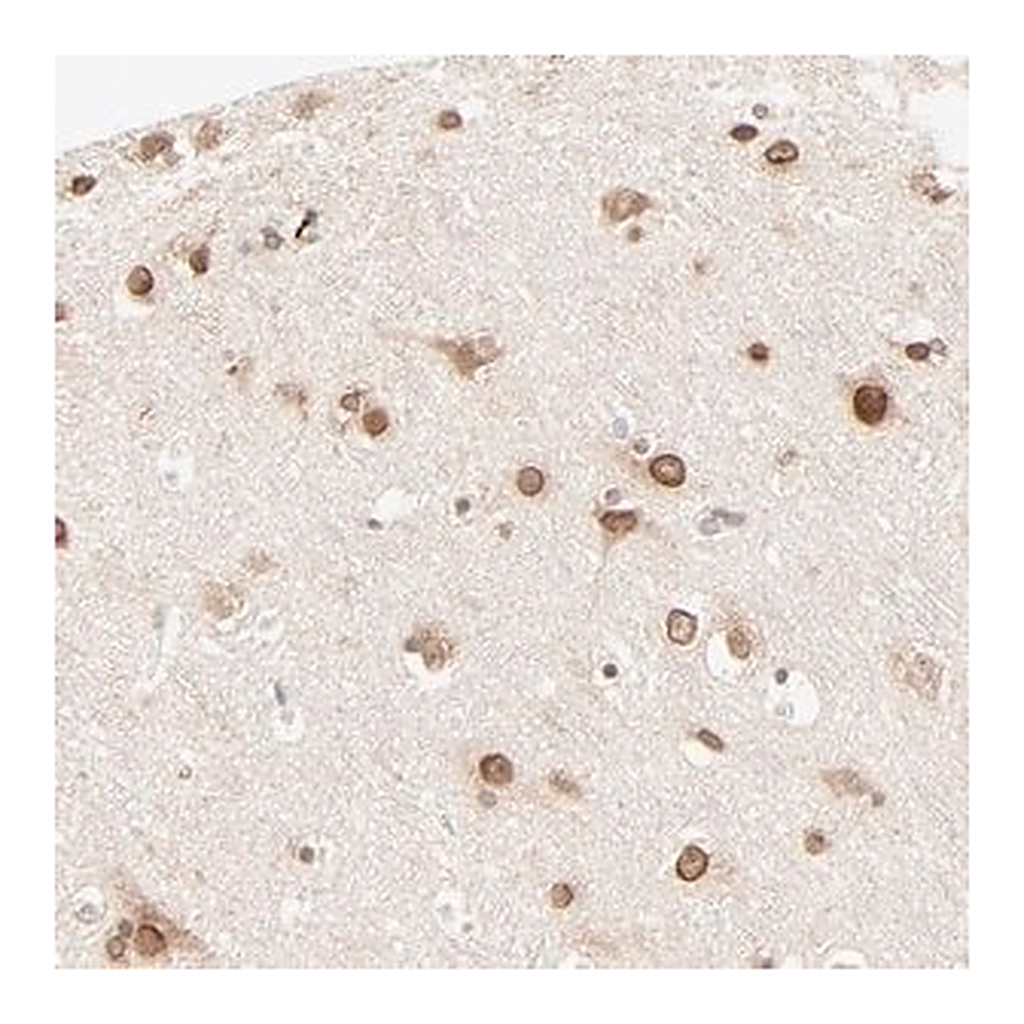 Merck Anti-MAD1L1 antibody produced in rabbit