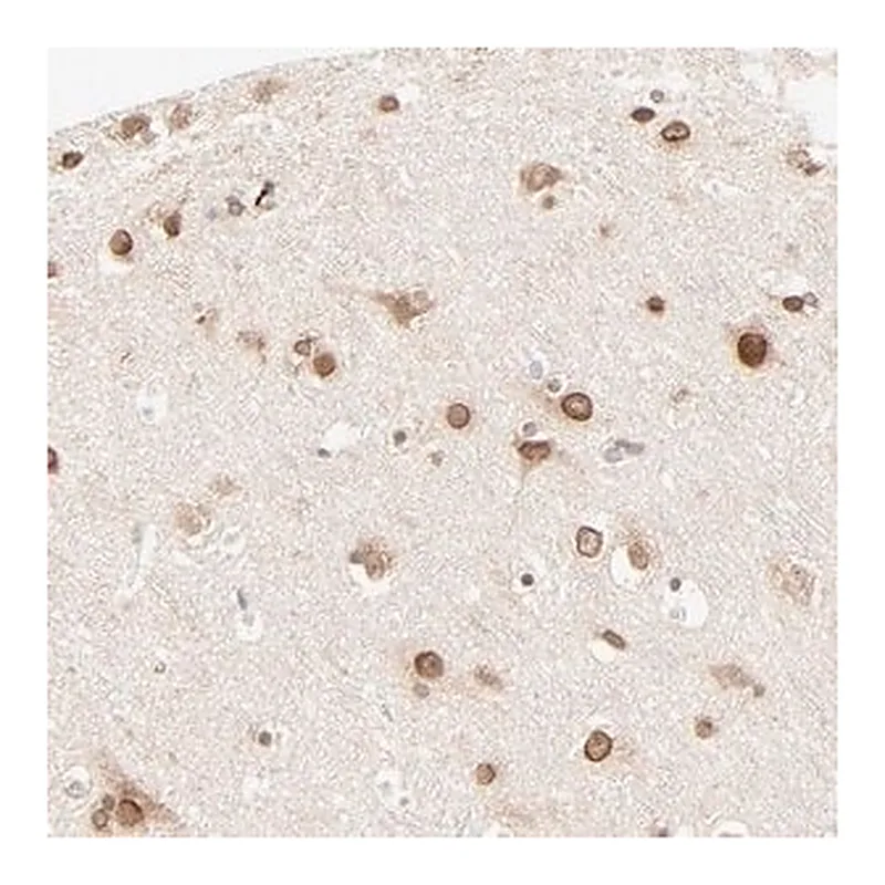 Merck Anti-MAD1L1 antibody produced in rabbit