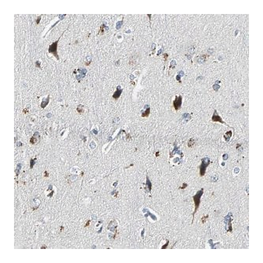 Merck Anti-SLC2A13 antibody produced in rabbit