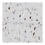 Merck Anti-SLC2A13 antibody produced in rabbit