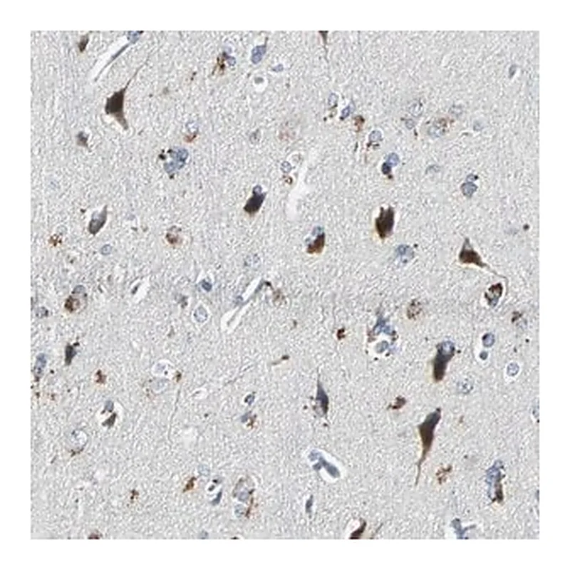 Merck Anti-SLC2A13 antibody produced in rabbit