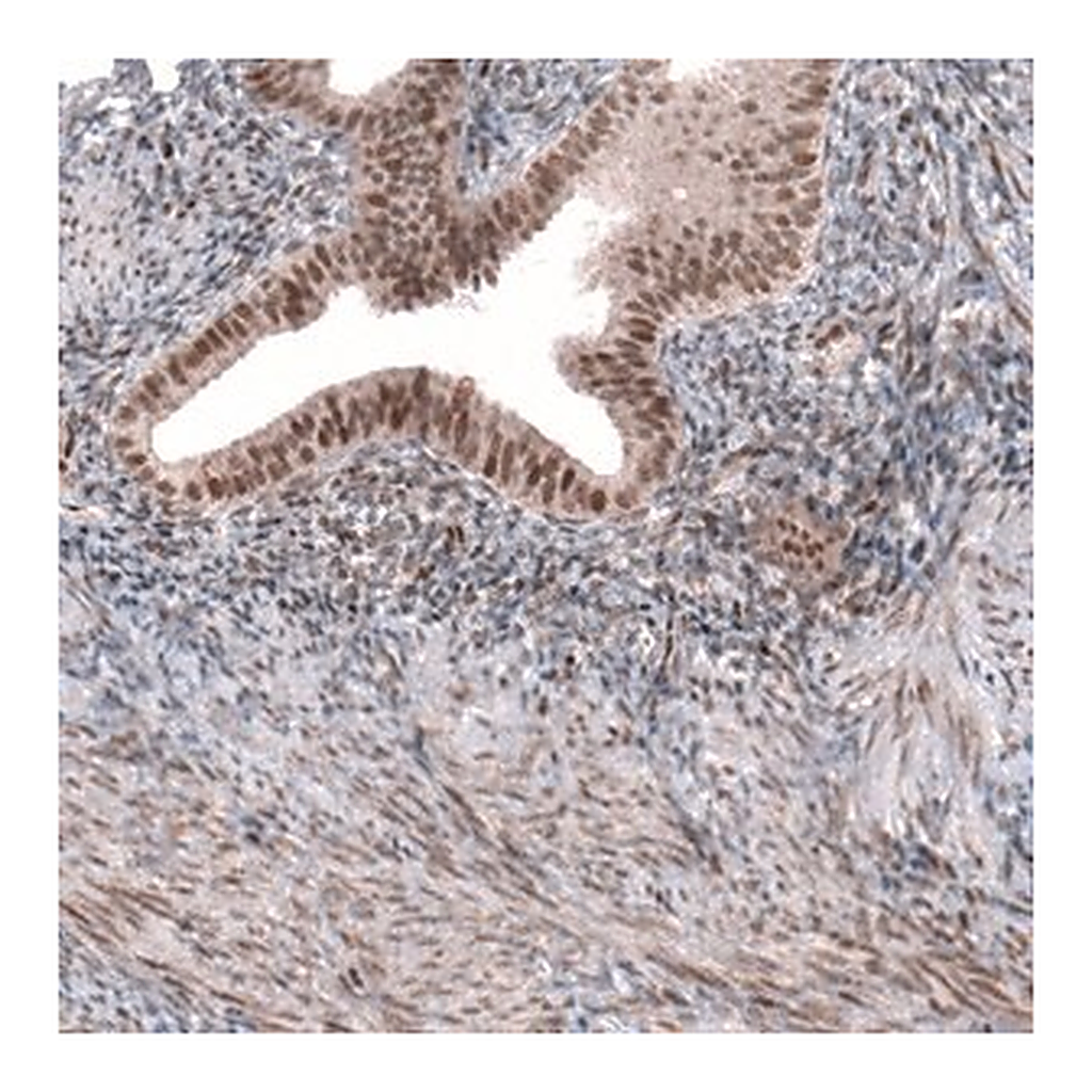 Merck Anti-TNRC6A antibody produced in rabbit