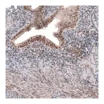 Merck Anti-TNRC6A antibody produced in rabbit