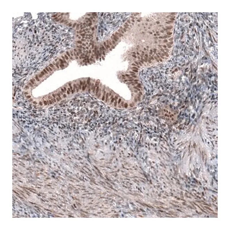 Merck Anti-TNRC6A antibody produced in rabbit