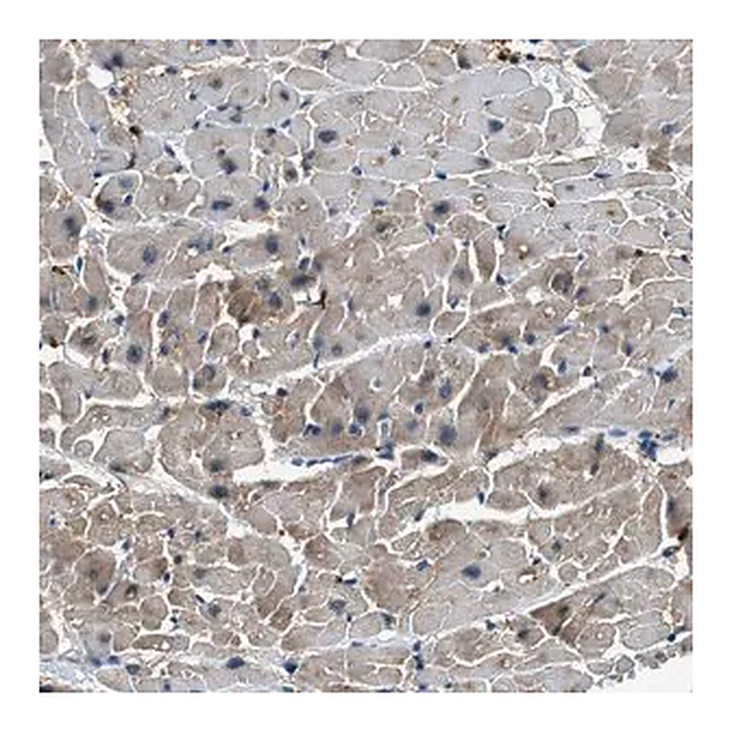 Merck Anti-UNC45B antibody produced in rabbit