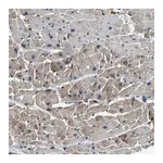Merck Anti-UNC45B antibody produced in rabbit