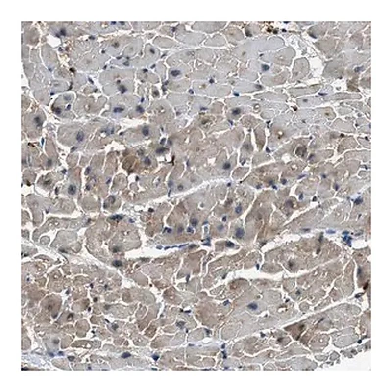Merck Anti-UNC45B antibody produced in rabbit