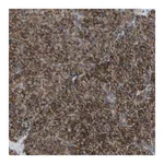 Merck Anti-SLC43A1 antibody produced in rabbit