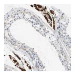 Merck Anti-ULK4 antibody produced in rabbit