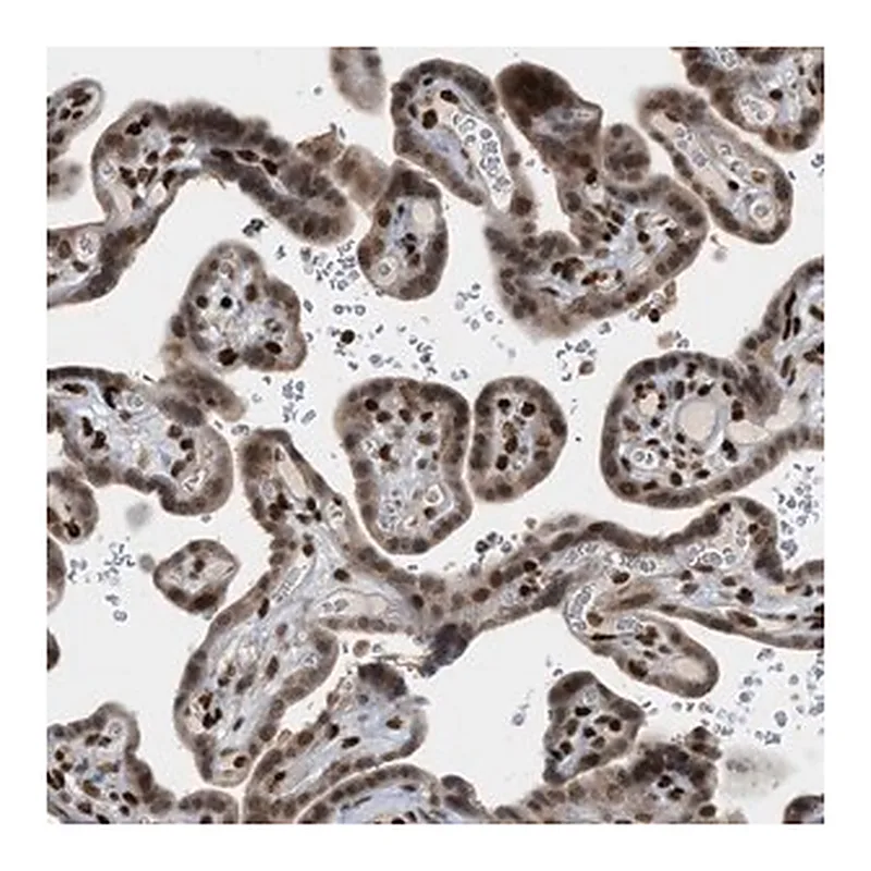 Merck Anti-ZNF22 antibody produced in rabbit