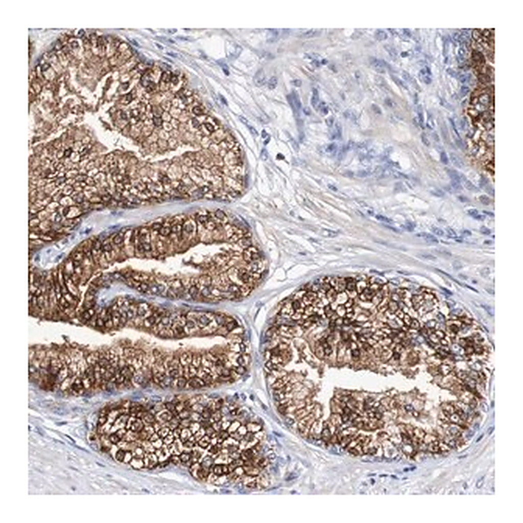 Merck Anti-ACVR1C antibody produced in rabbit