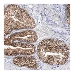Merck Anti-ACVR1C antibody produced in rabbit