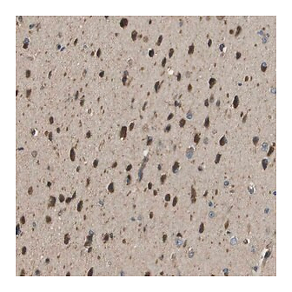 Merck Anti-SEC62 antibody produced in rabbit