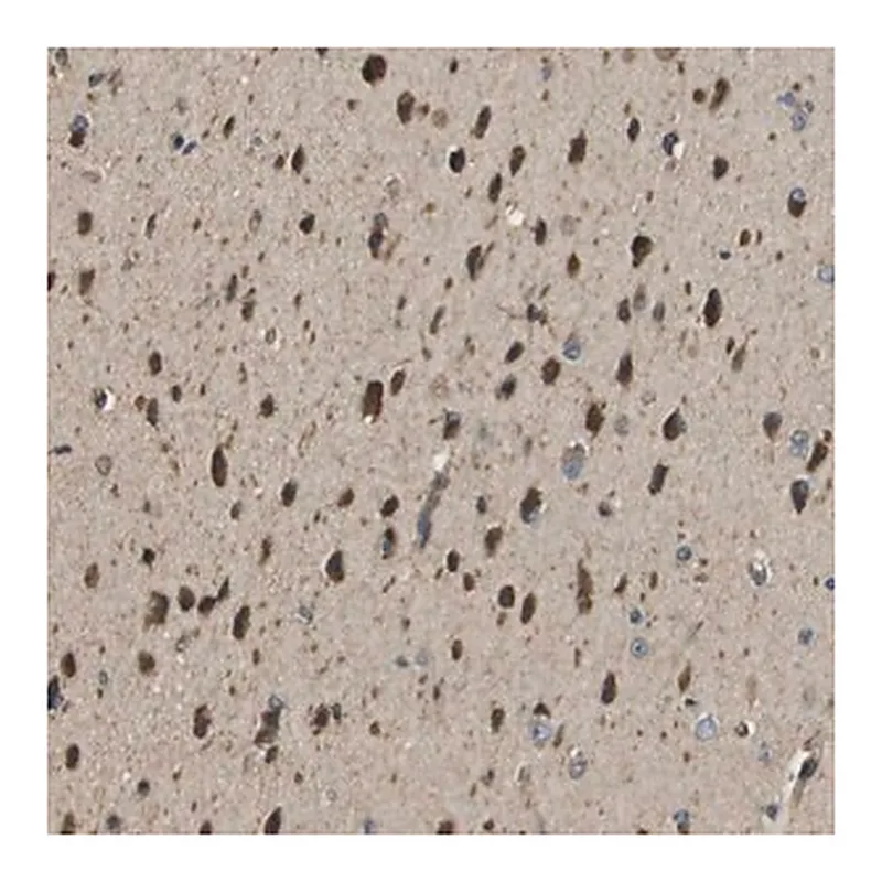 Merck Anti-SEC62 antibody produced in rabbit