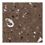 Merck Anti-SLITRK5 antibody produced in rabbit