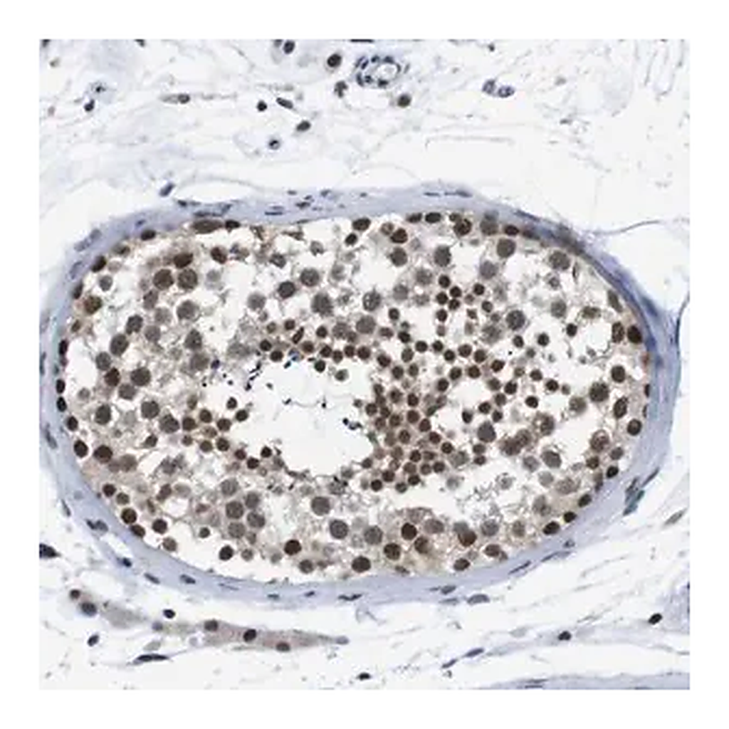 Merck Anti-PSME3 antibody produced in rabbit